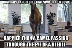camel